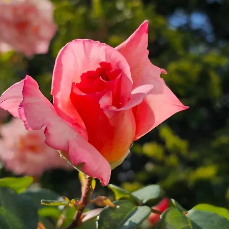 Diamond Sarafovo By Kp Hotel de apartamente 4*