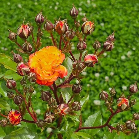 Hotel de apartamente Diamond Sarafovo By Kp 4*