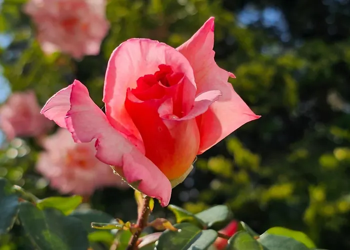 Diamond Sarafovo By Kp Aparthotel 4*